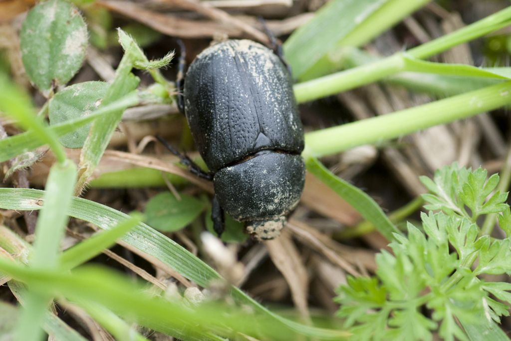 mi confermate pentodon bidens punctatus? s